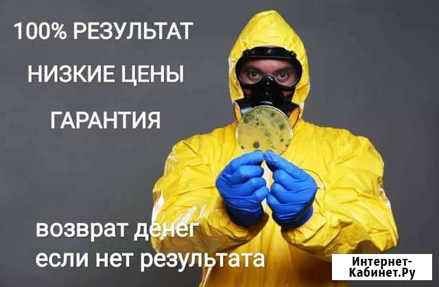 Избавим квартиру от клопов, тараканов, муравьев Тюмень - изображение 1