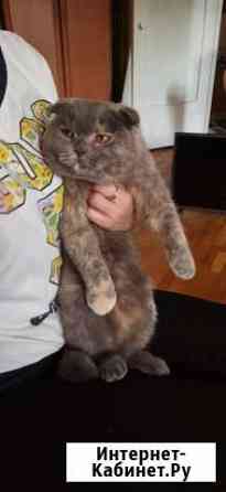 Предлагаю кошечку шотландская веслаухая Воронеж