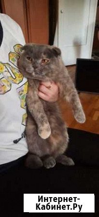 Предлагаю кошечку шотландская веслаухая Воронеж - изображение 1
