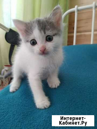 Котик Володарского - изображение 1