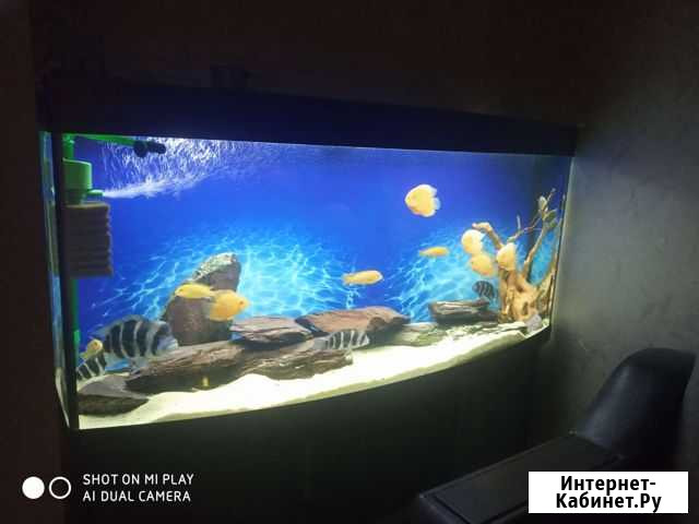 Аквариум с тумбой сфера на 480 л Омск - изображение 1