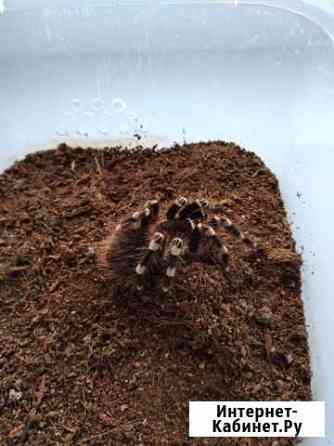 Паук Acanthoscurria geniculata Самара