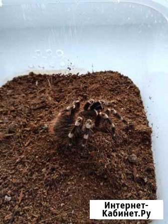 Паук Acanthoscurria geniculata Самара - изображение 1