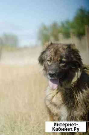 Кавказская овчарка Севастополь