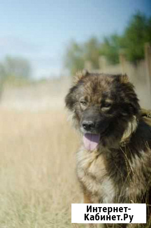 Кавказская овчарка Севастополь - изображение 1