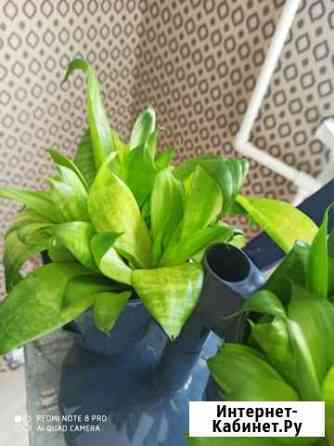 Сансивиерия бесплатно Севастополь