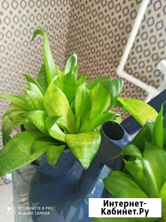 Сансивиерия бесплатно Севастополь - изображение 1