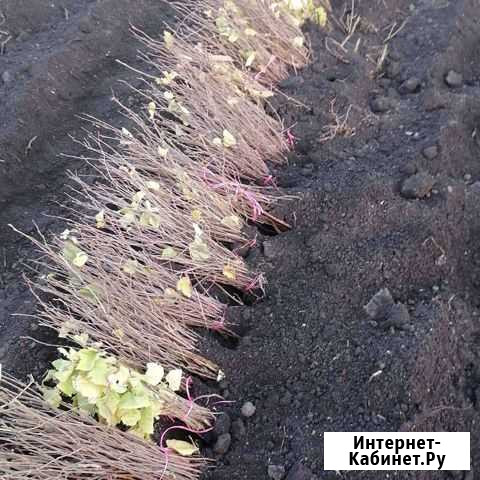 Саженцы Берёзы Златоуст - изображение 1