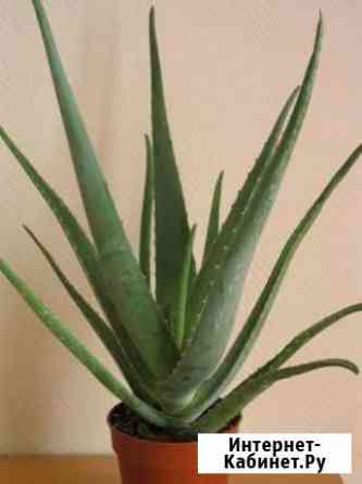 Алоэ-вера Саранск