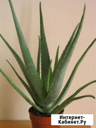Алоэ-вера Саранск - изображение 1