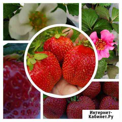 Крупноплодная клубника семена Уфа