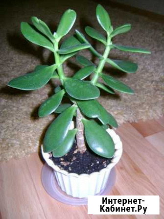 Денежное деревце Воронеж - изображение 1