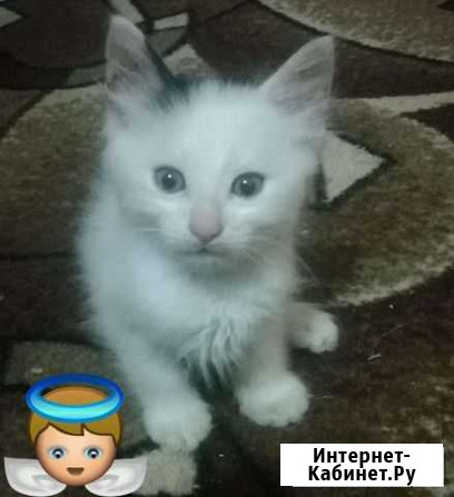Котенок Анапа - изображение 1