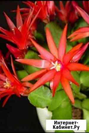 Рипсалидопсис (пасхальник) Курск