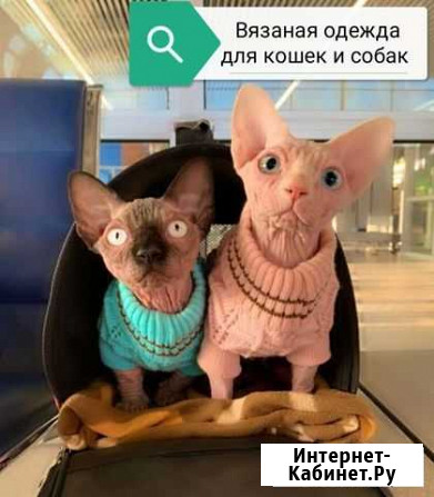 Вязаная одежда для животных Прохладный - изображение 1