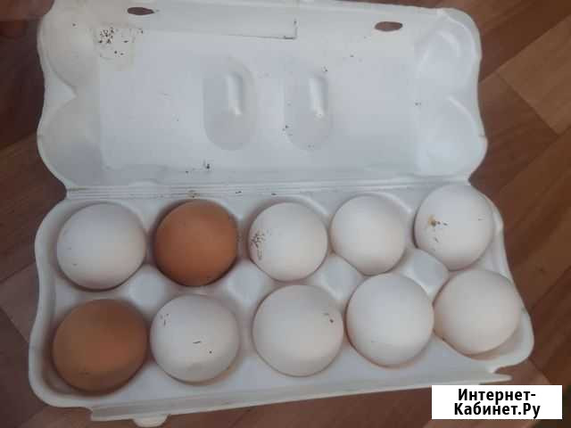 Домашние куриные яйца Куровское - изображение 1