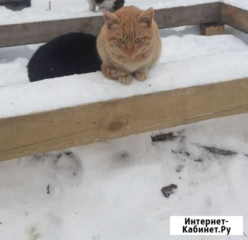 Котята замерзают Тюмень - изображение 1