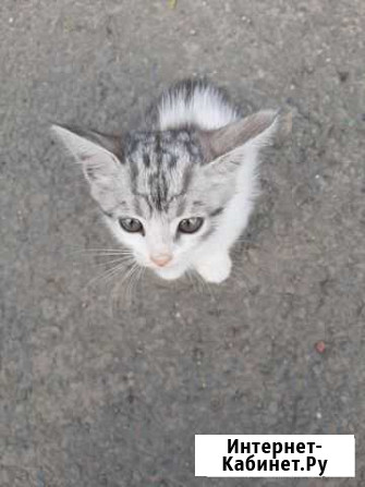 Котята Романовская - изображение 1
