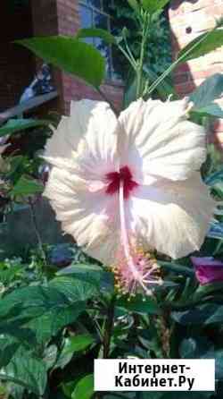 Гибискусы разные Чита
