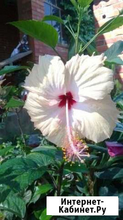 Гибискусы разные Чита - изображение 1