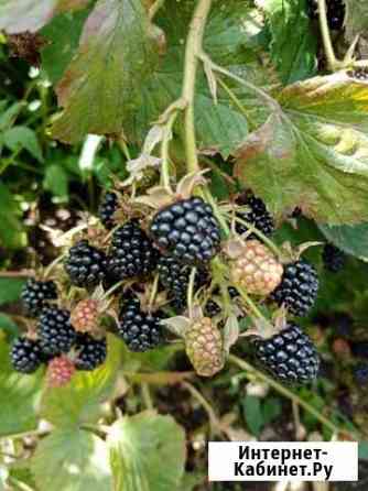 Саженцы ежевики Смоленск