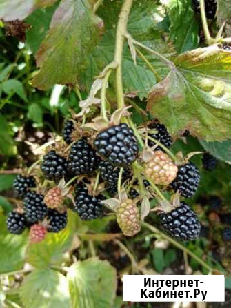 Саженцы ежевики Смоленск - изображение 1