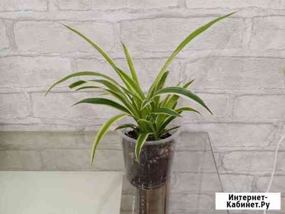 Хлорофитум Новокузнецк