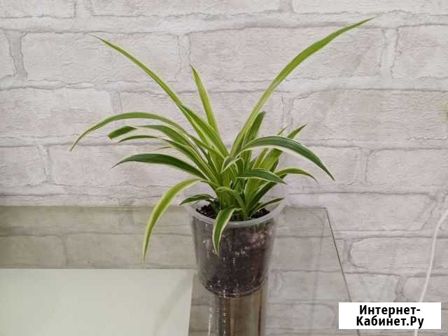 Хлорофитум Новокузнецк - изображение 1