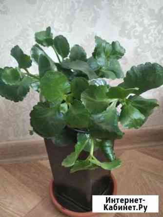 Каланхоэ Новосибирск