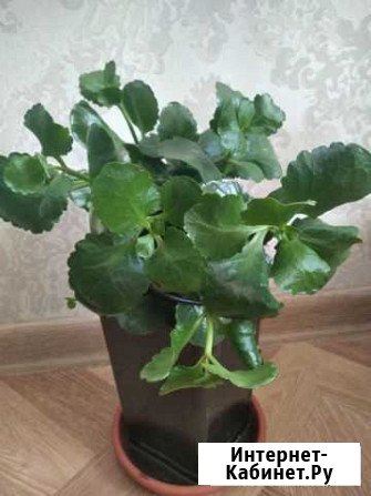 Каланхоэ Новосибирск - изображение 1