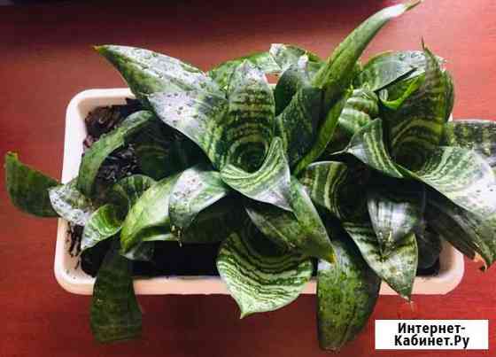 Сансевиерия Омск