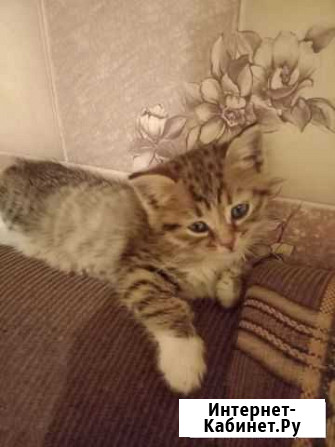 Котик-красотуля Саранск - изображение 1