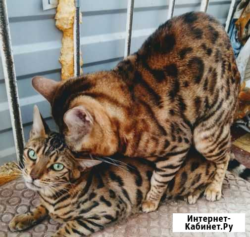Бенгальский кот на вязку Стерлитамак - изображение 1