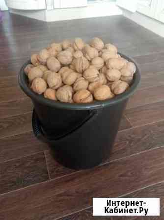 Грецкий орех Псков