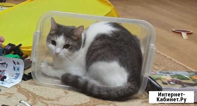 Кот Тольятти - изображение 1