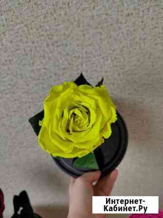 Роза без колбы Томск