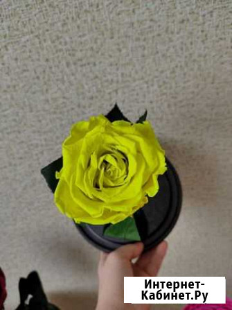 Роза без колбы Томск - изображение 1