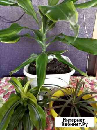 Драцены разные Кемерово