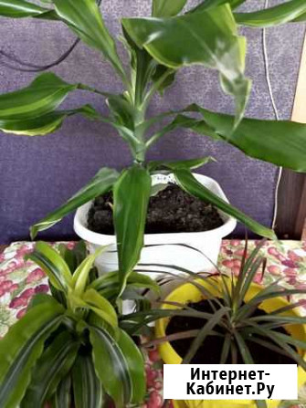 Драцены разные Кемерово - изображение 1