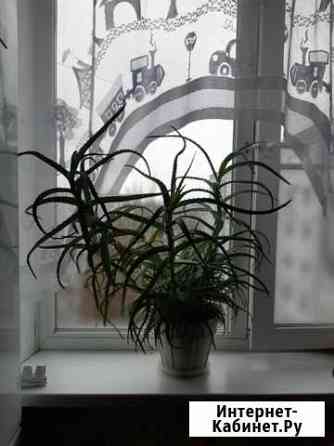 Алоэ более 5 лет Смоленск