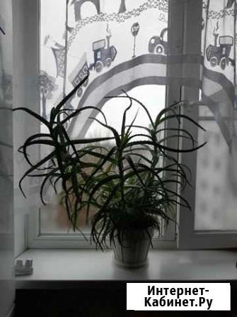 Алоэ более 5 лет Смоленск - изображение 1