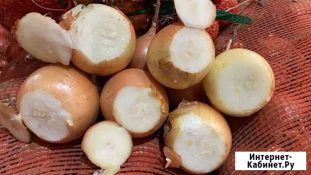 Лук репчатый Большие Чапурники - изображение 1