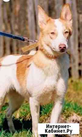 Собака Ромашка Пермь