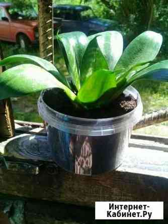 Сансевиерия укорененная Томск