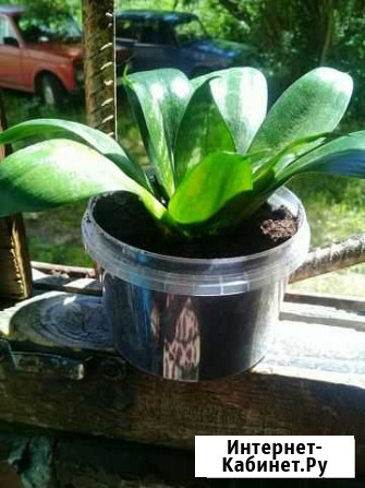 Сансевиерия укорененная Томск - изображение 1