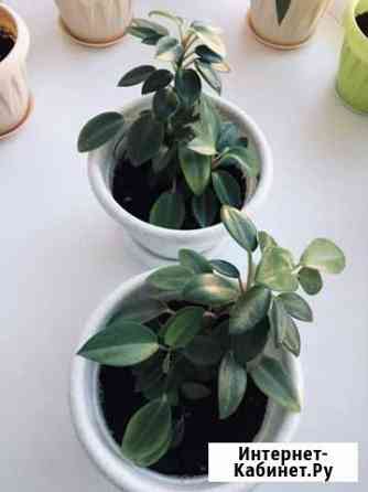 Пеперомия Саранск