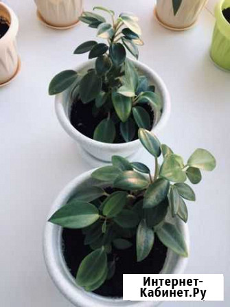 Пеперомия Саранск - изображение 1