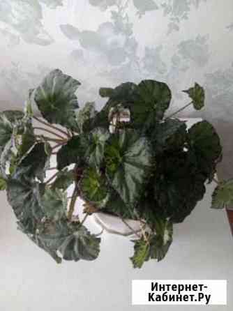 Бегония Ульяновск