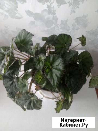 Бегония Ульяновск - изображение 1