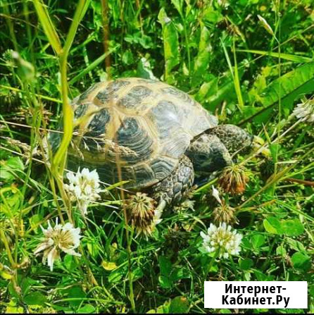 Черепаха сухопутная Нижневартовск - изображение 1